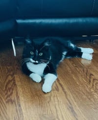 Asher KITTEN - Photo 4