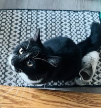 Asher KITTEN - Photo 2