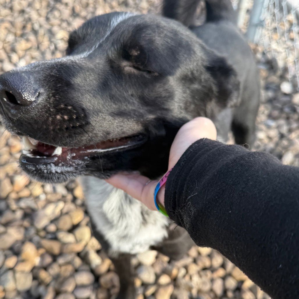 Blue Tripod GCH - Photo 3