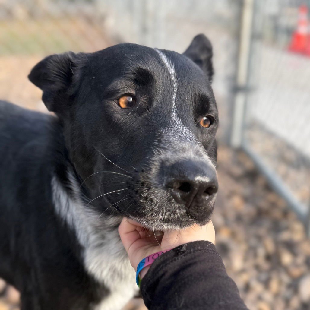 Blue Tripod GCH - Photo 4