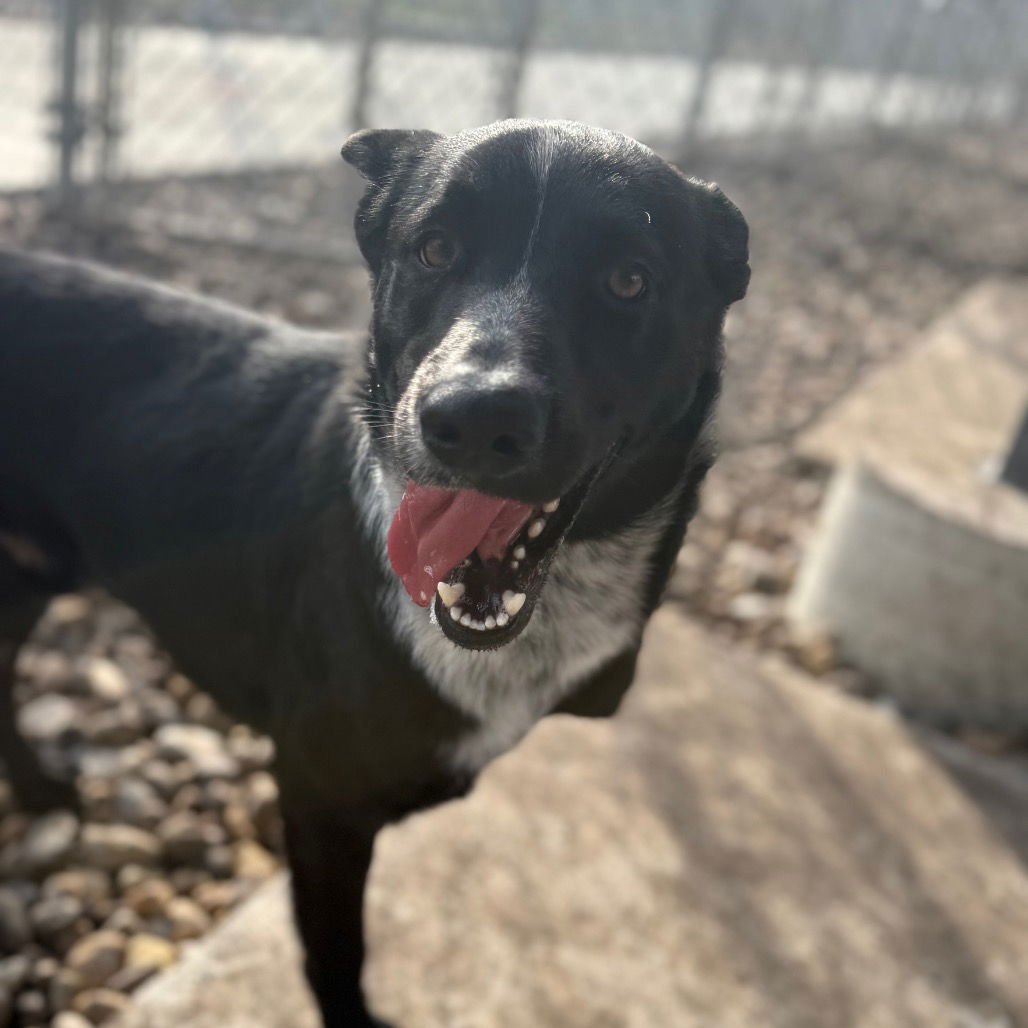 Blue Tripod GCH - Photo 5