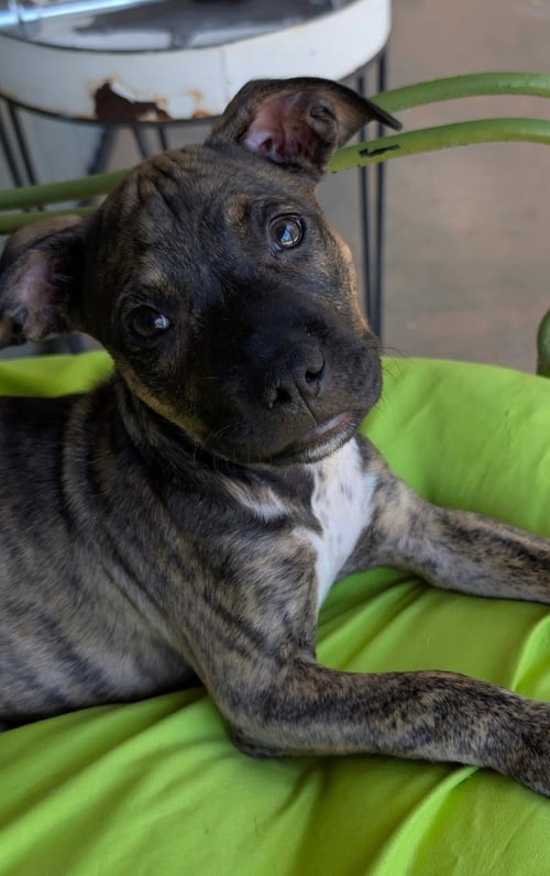 MORK LONESTAR - Terrier available for adoption