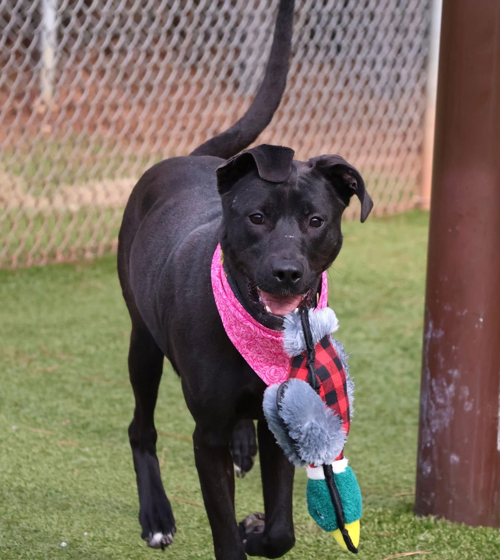 LUNA ANNE ATHENS - Black Labrador Retriever / Hound available for adoption