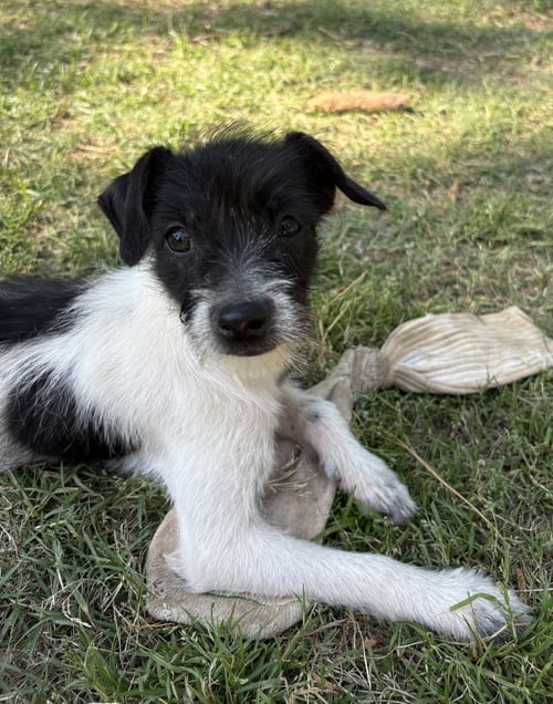 NOVA LONESTAR - Terrier available for adoption