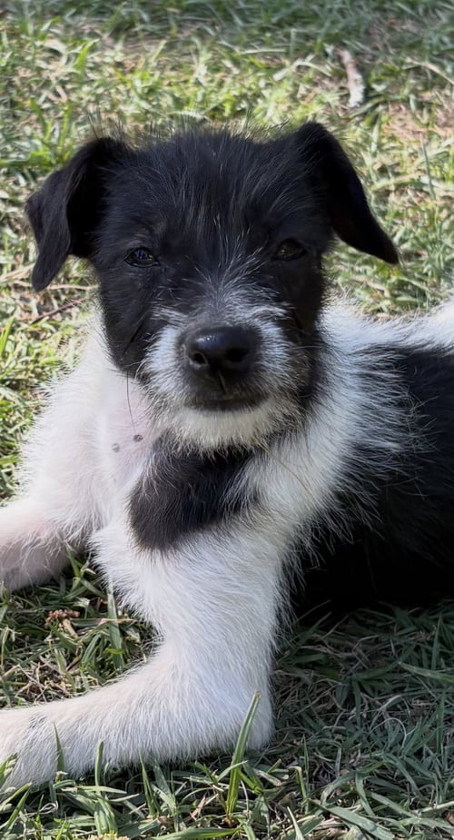 NOVA LONESTAR - Terrier available for adoption