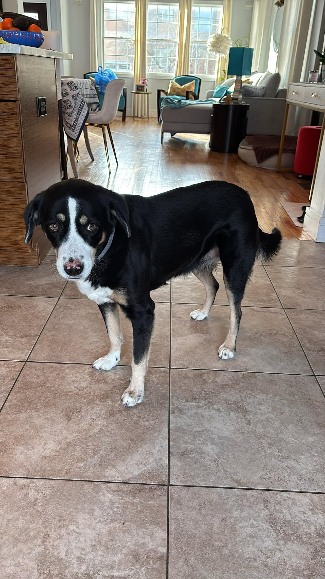 MIDNIGHT WHISKERS ALBANIA - Greater Swiss Mountain Dog available for adoption