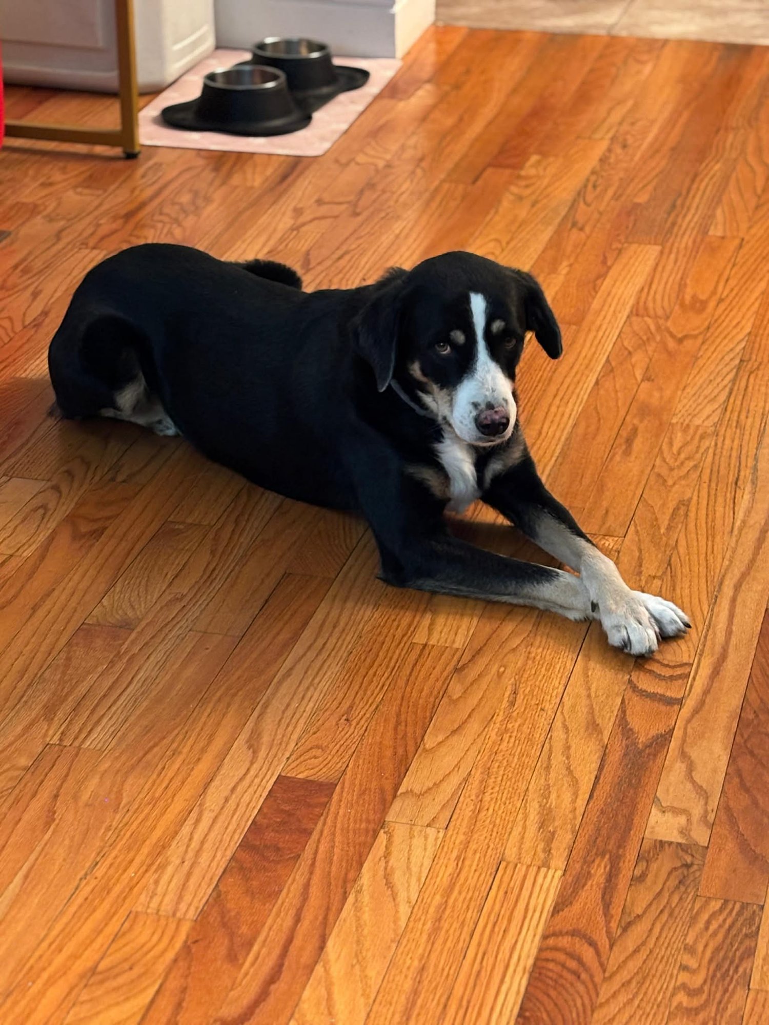 MIDNIGHT WHISKERS ALBANIA - Greater Swiss Mountain Dog available for adoption