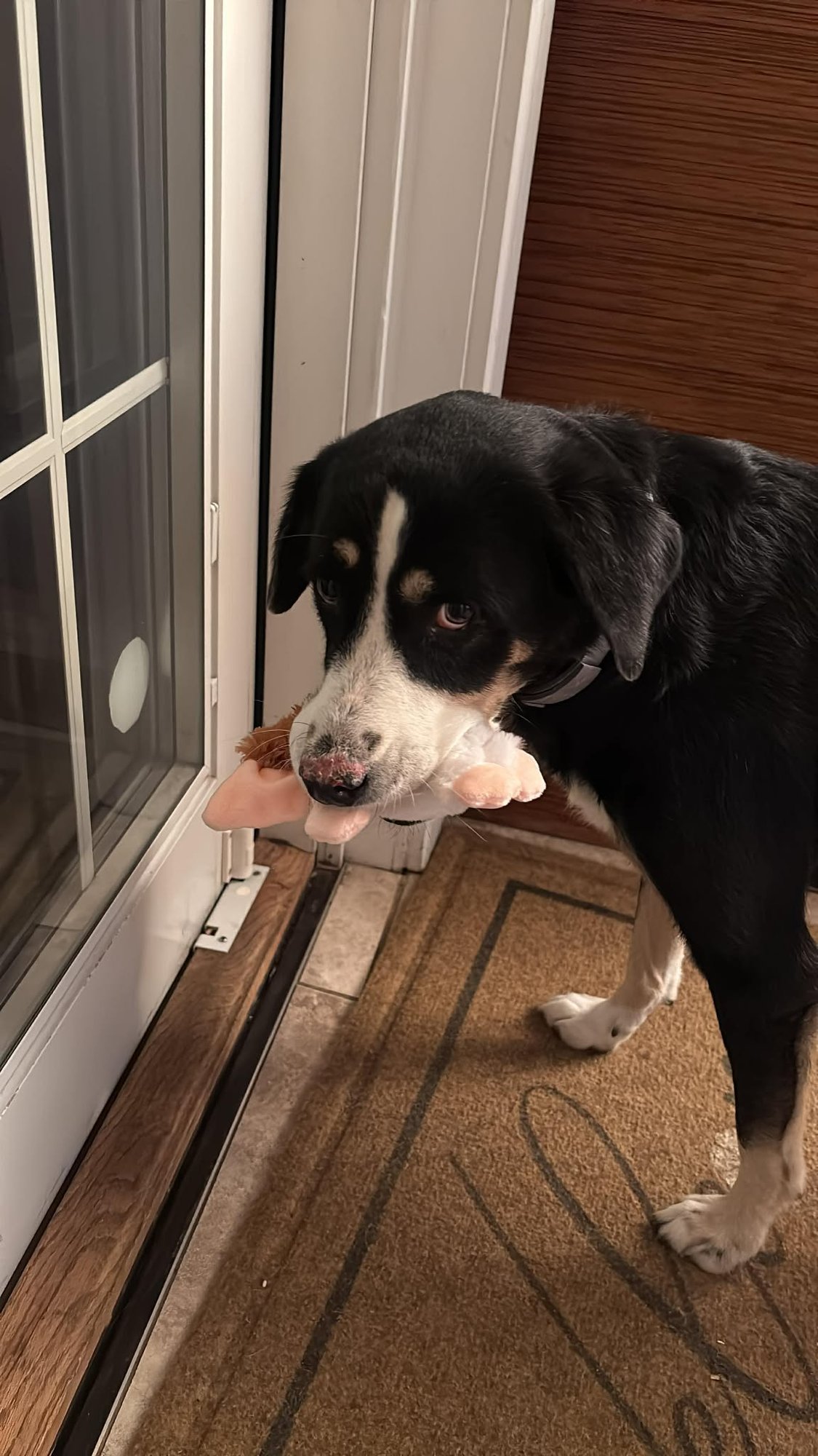 Midnight Whiskers Albania - Photo 3