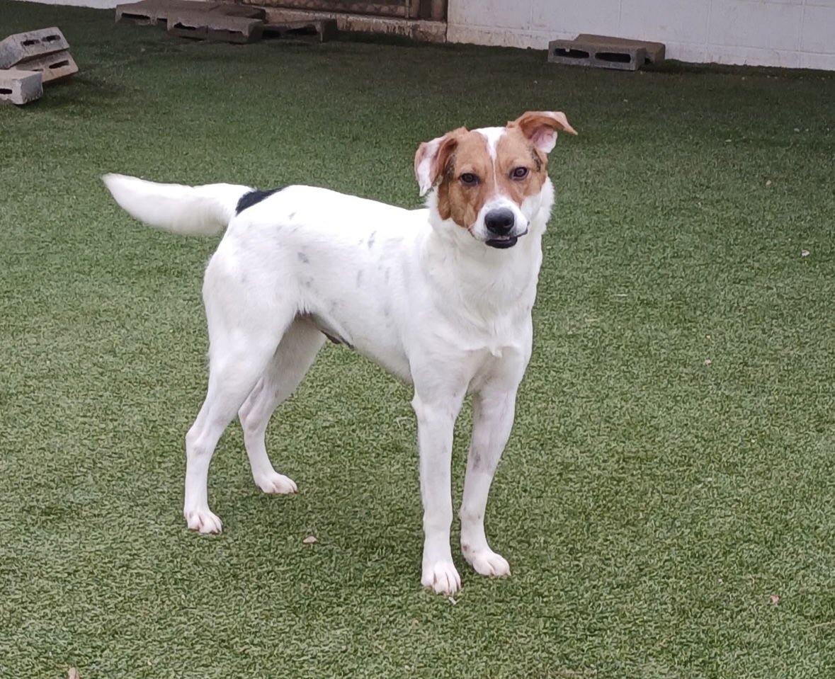 VALLEY DIXON - Shepherd / Foxhound available for adoption