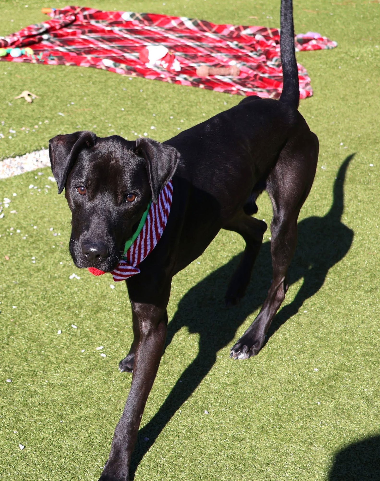 CHALLA ATHENS - Pit Bull Terrier / Black Labrador Retriever available for adoption