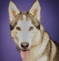 Kevin SCAS - Photo 2