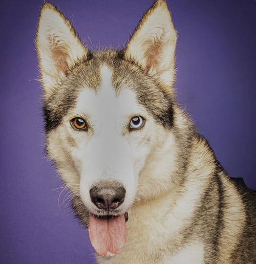 KEVIN SCAS - Husky available for adoption
