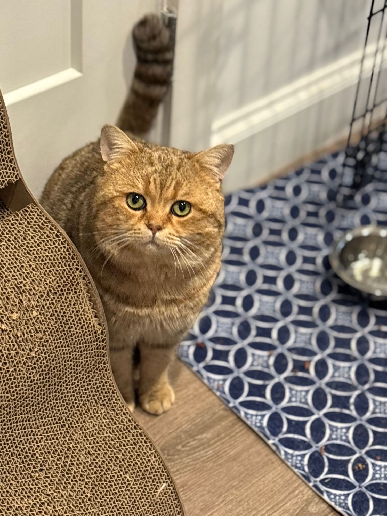 NIGEL - British Shorthair / Domestic Short Hair available for adoption