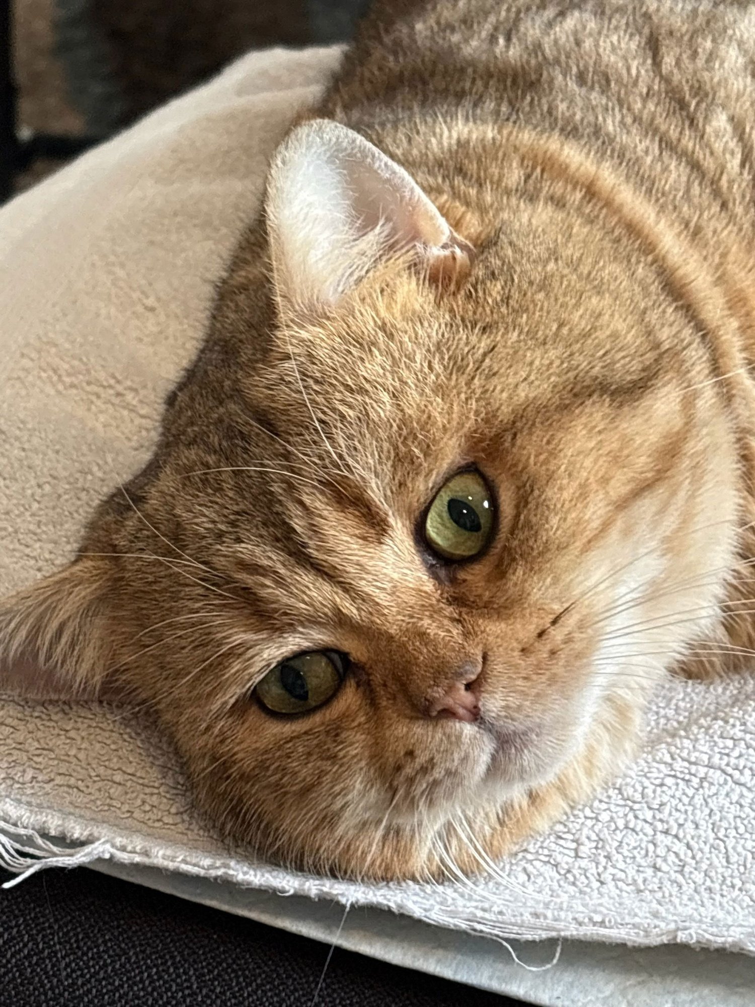 NIGEL - British Shorthair / Domestic Short Hair available for adoption