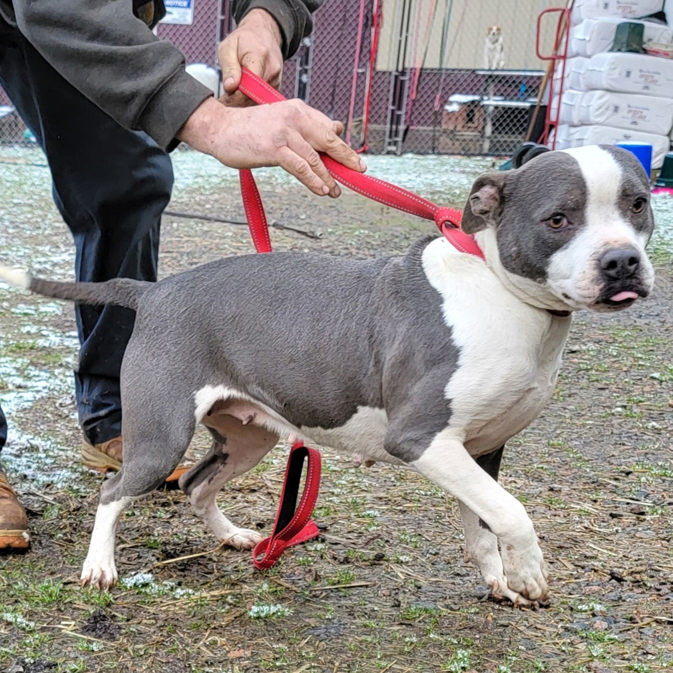 MARLA RDS - Pit Bull Terrier available for adoption