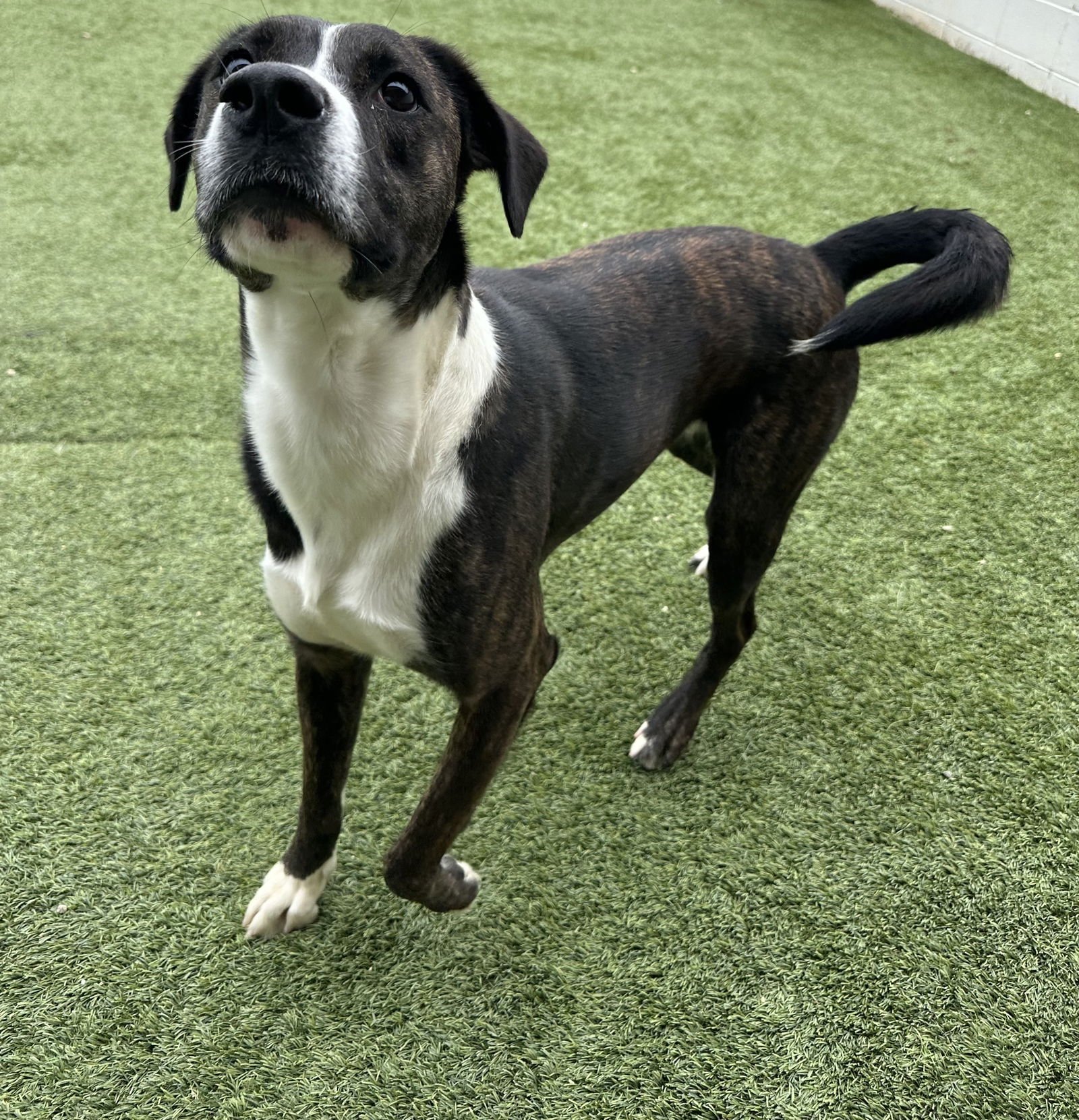 LOWERY DIXON - Mountain Cur / Shepherd available for adoption