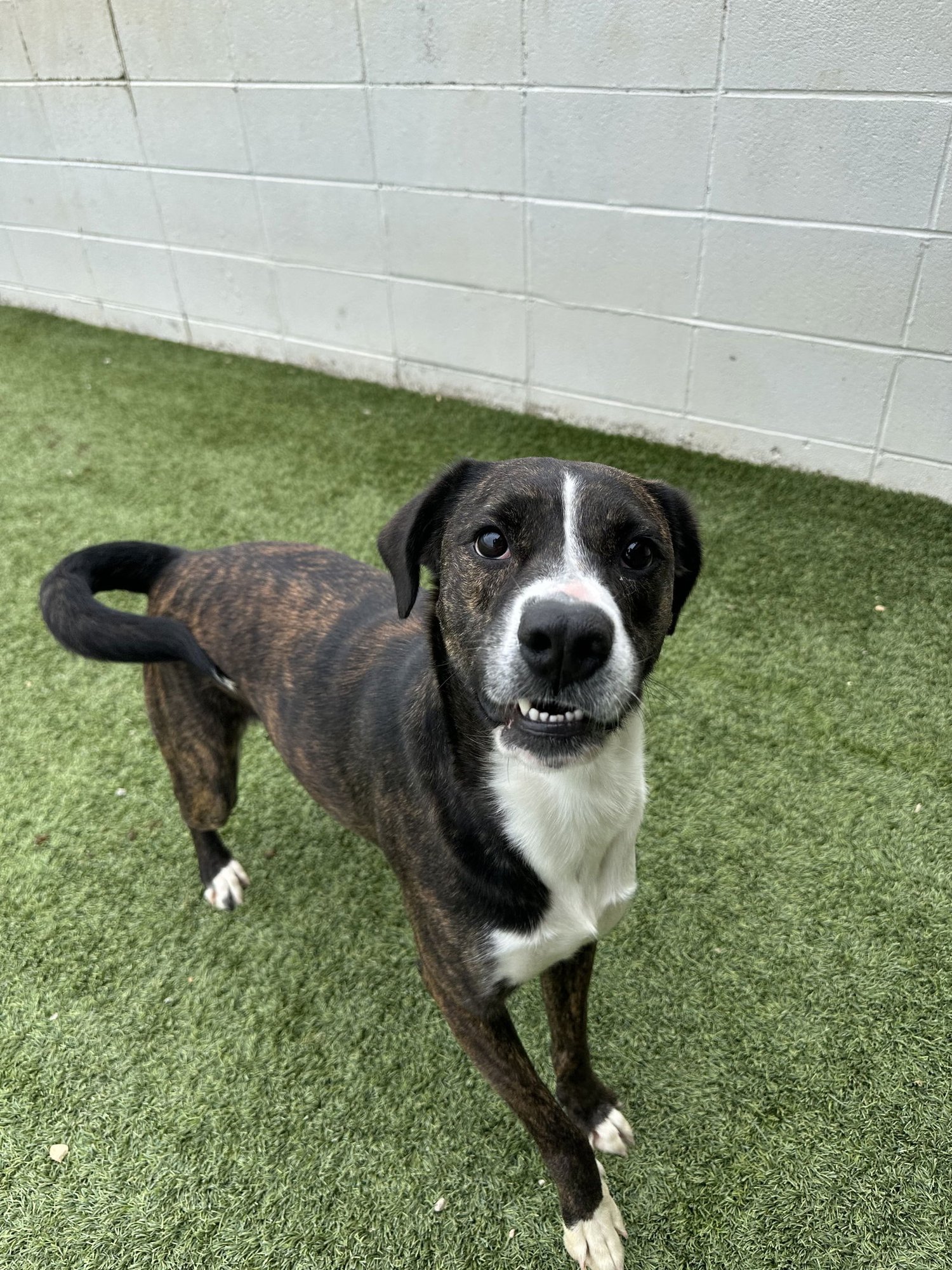 LOWERY DIXON - Mountain Cur / Shepherd available for adoption