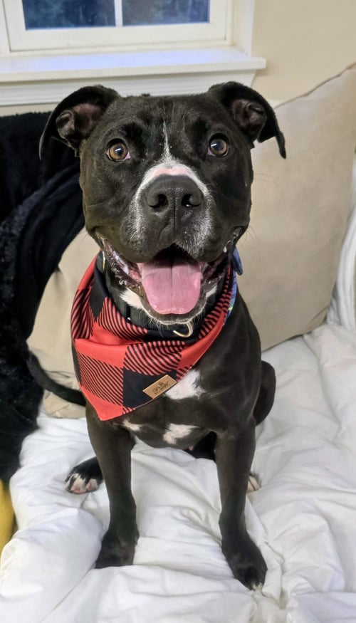 RINGO ATHENS - Pit Bull Terrier available for adoption