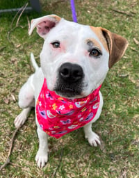 Olive Mini Pittie - Photo 3
