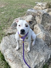 Olive Mini Pittie - Photo 5