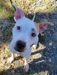 Olive Mini Pittie - Photo 12