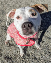 Olive Mini Pittie - Photo 6