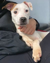 Olive Mini Pittie - Photo 7