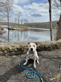 Olive Mini Pittie - Photo 9