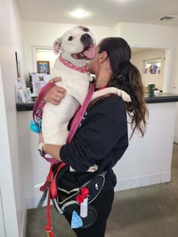 Olive Mini Pittie - Photo 8