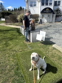 Olive Mini Pittie - Photo 11