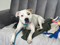 Olive Mini Pittie - Photo 4