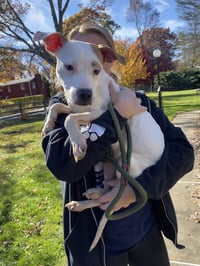 Olive Mini Pittie - Photo 13