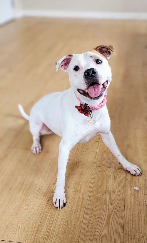 OLIVE MINI PITTIE - Pit Bull Terrier available for adoption