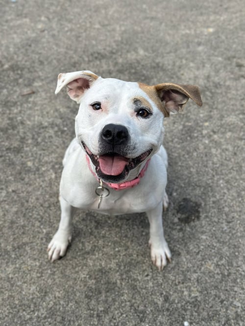 OLIVE MINI PITTIE - Pit Bull Terrier available for adoption
