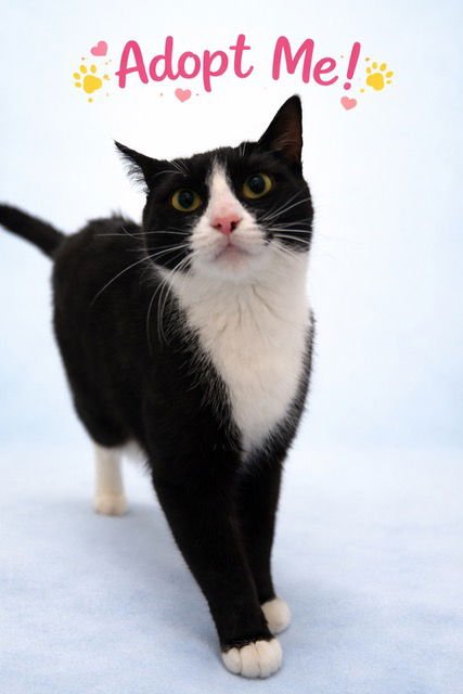 OREO KITTEN - Domestic Short Hair available for adoption