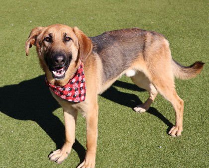 MODELO ATHENS - German Shepherd Dog available for adoption