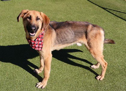 MODELO ATHENS - German Shepherd Dog available for adoption