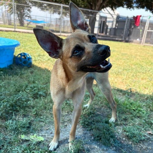 PROSPECT GCH - Rat Terrier available for adoption