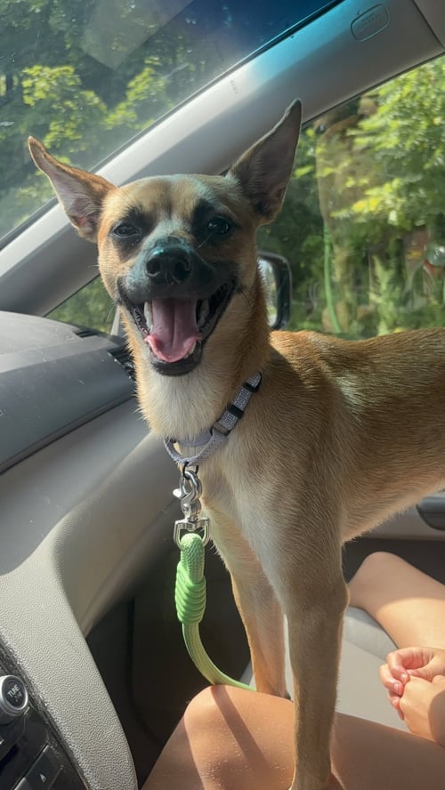 PROSPECT GCH - Rat Terrier available for adoption