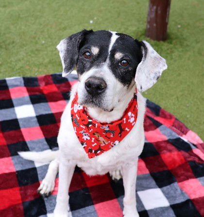 BUNNY ATHENS - Beagle available for adoption