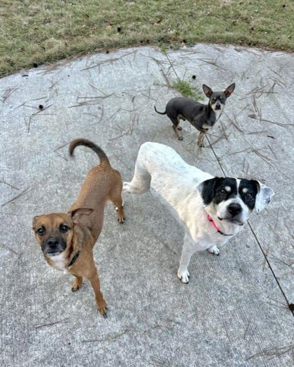 BUNNY ATHENS - Beagle available for adoption