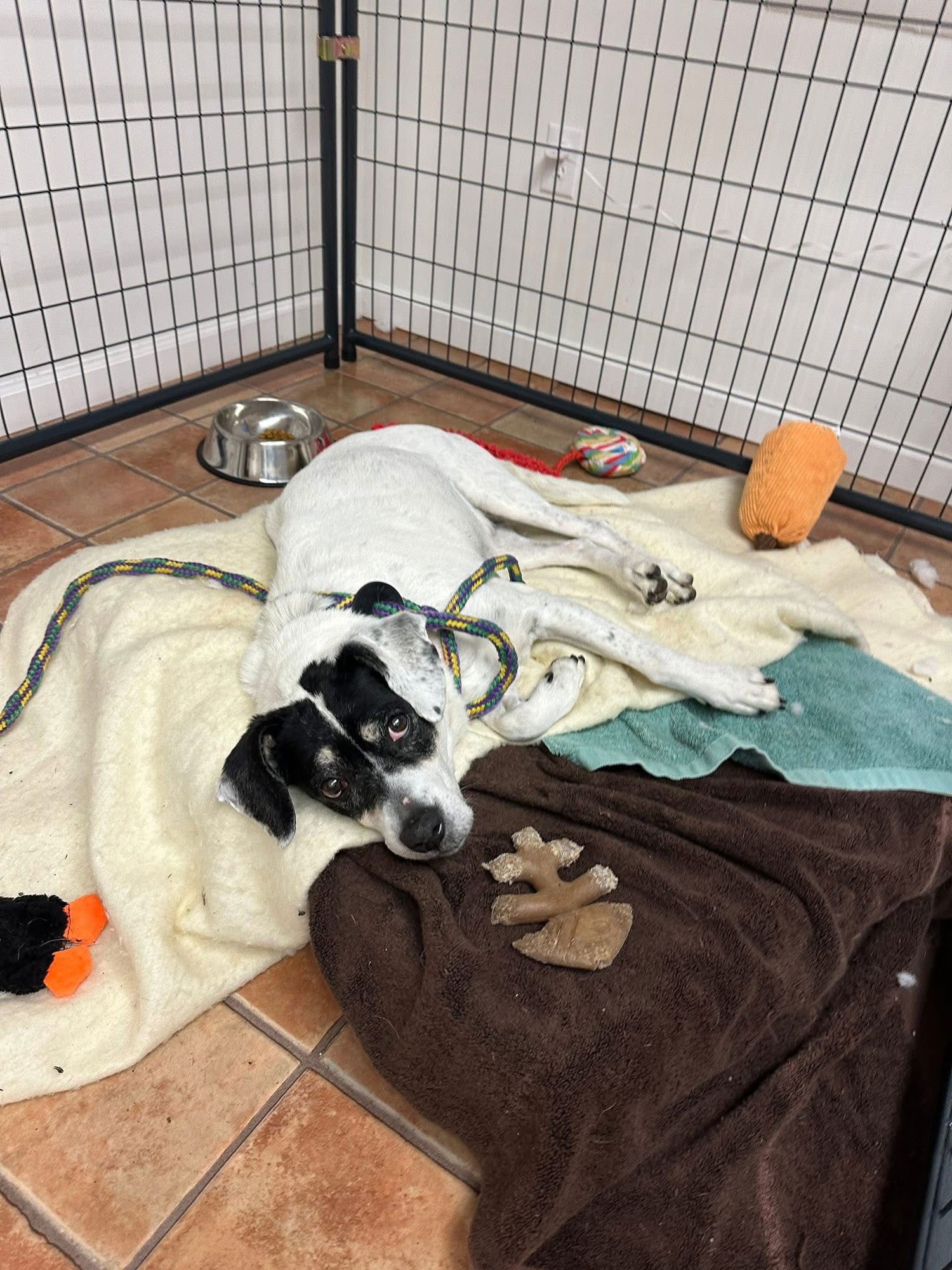 Bunny Athens - Photo 4