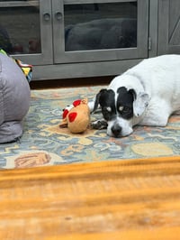 Bunny Athens - Photo 7