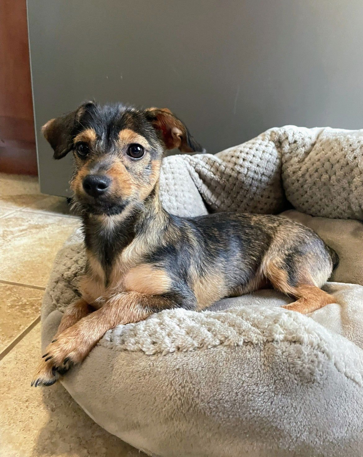 LOUIS ROGERS - Dachshund / Chihuahua available for adoption