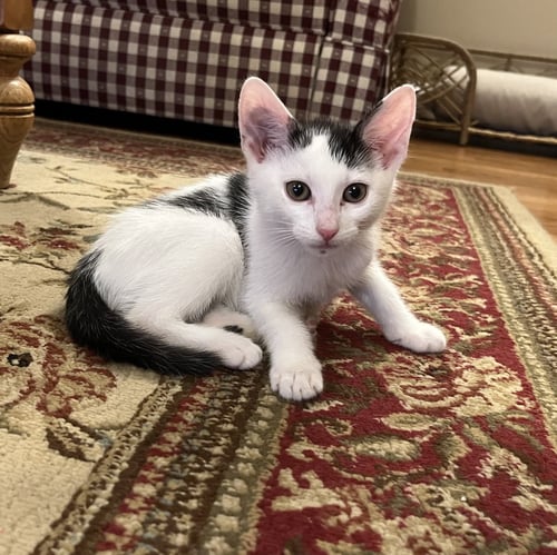 JEAN'S JON SNOW KITTEN - Domestic Short Hair available for adoption