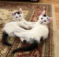 Jean's Jon Snow KITTEN - Photo 2