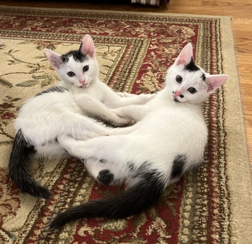 JEAN'S JON SNOW KITTEN - Domestic Short Hair available for adoption