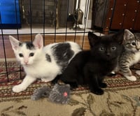 Jean's Jon Snow KITTEN - Photo 3