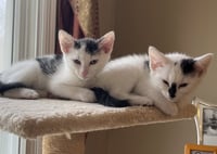 Jean's Jon Snow KITTEN - Photo 4