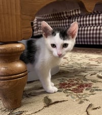 Jean's Jon Snow KITTEN - Photo 5